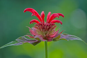 Red Bee Balm___2191 copy