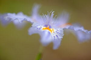 Walking Iris_0633 copy 2 (1)