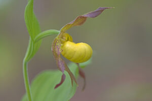 Yellow Ladyslipper_3859 copy